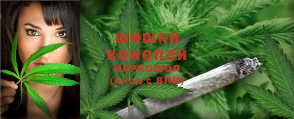 прущие грибы Переславль-Залесский